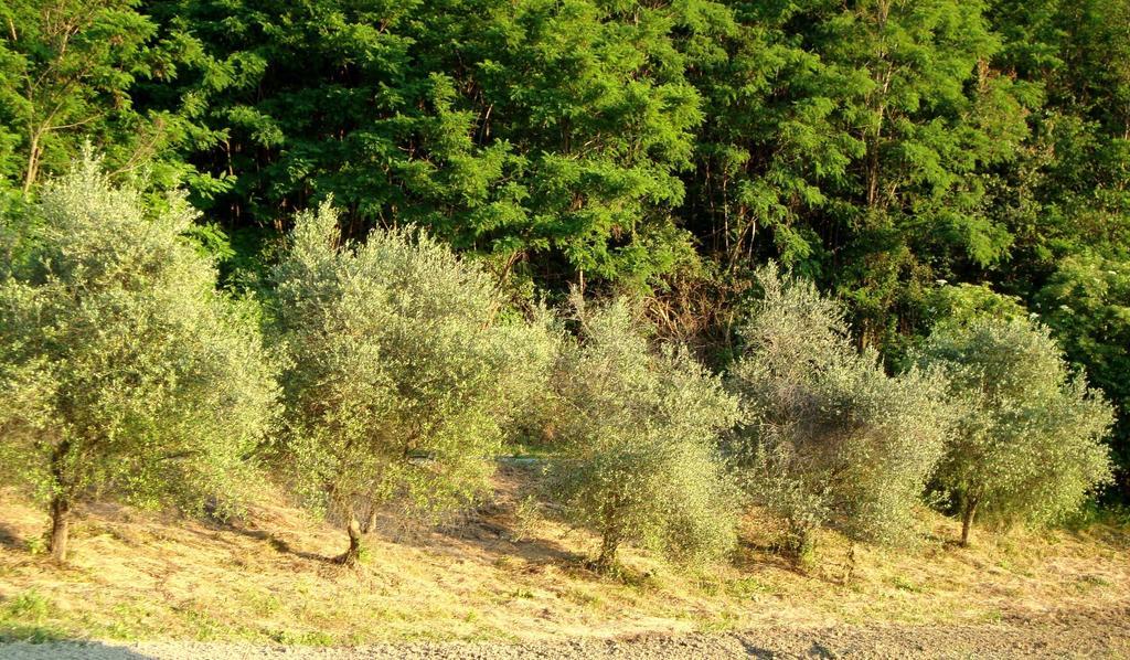 Casa Dell' Abbondanza B&B Agriturismo Vigoleno Luaran gambar
